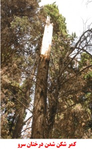 کمر شکن شدن درختان سرو، رویداد جدیدی است که بر اثر هرس شاخه‎های پایینی و رشد شاخه‎های فوقانی و تمرکز فشار بیشتر باد در ارتفاع بالاتری از تاج درختان سرو بروز کرده است