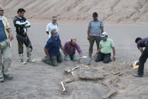 لاشه شترهای کشف شده
