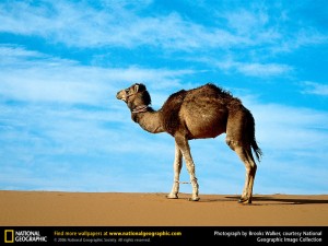 arabian-camel: چه کسی فکر می کرد روزی این سلطان کم ادعای بیابان، بشود بلای جان؟!