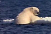 با آب شدن تكه‌هاي يخ در اقيانوس‌ها، خرس‌هاي قطبي در خطر غرق‌شدگي قرار گرفته‌اند.
