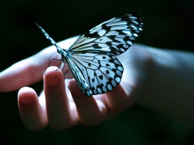 پروانه ها اجاق تنهایی خاطره ها