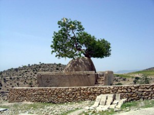 درخت بنه روییده بر گنبدی در جوار قبرستان متروکه پیر ونکی