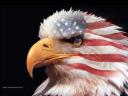 عقاب؛ نماد قدرت در آمریکا!