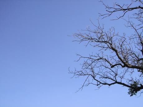 آبی آسمان را باور کنیم یا آن شاخه های خشک را؟