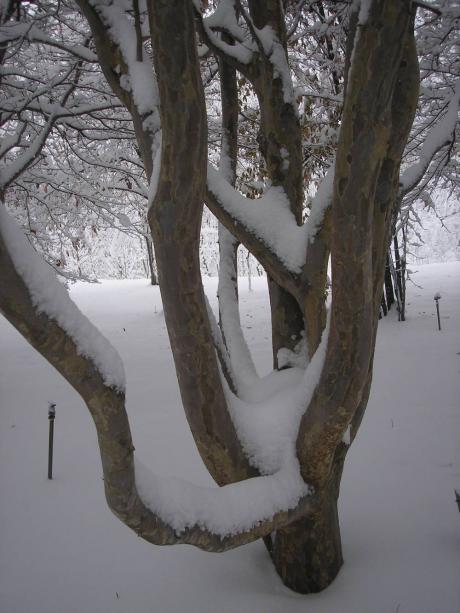 tree & snow!