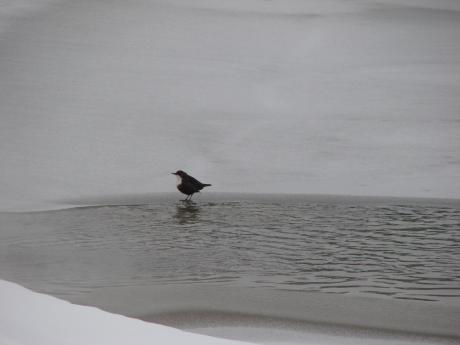 پرنده در یخ