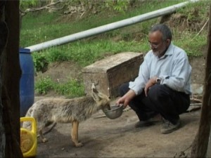 پيرمرد به روباه نشان داد كه مي شود به انسان هم اعتماد كرد؛ بياييم پيمان بنديم كه نخواهيم گذاشت تا باور روباه متزلزل شود.