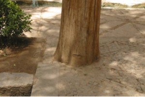 حفاظت از درختان در فين كاشان! - عكس از مصطفي خوشنويس
