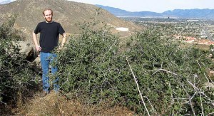 Michael May, an undergraduate student at UC Davis, next to a clone of a Palmer's Oak in Riverside County