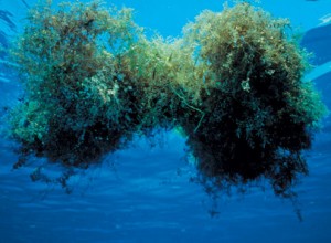 تبدیل خزه‌ها و جلبک‌های دریایی به سوخت بیولوژیکی 