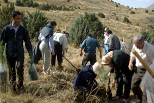 شور نهالکاری در دامنه های سیراچال ... آبان 1388