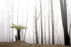 رويش دوباره سبزينه بر گور درختان سوخته در استراليا - عكس از نشنال جيوگرافيك