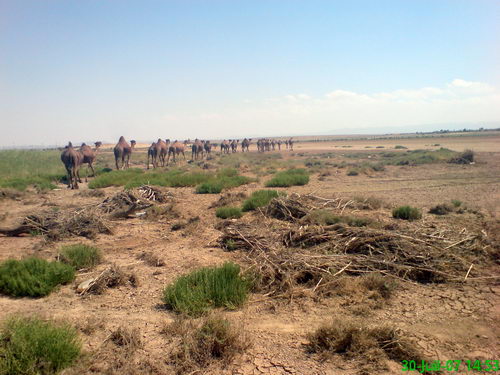 کاروان شتر در هودنا کاروان شتر در هودنا