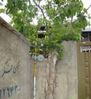 درود بر این هموطن ساروی!