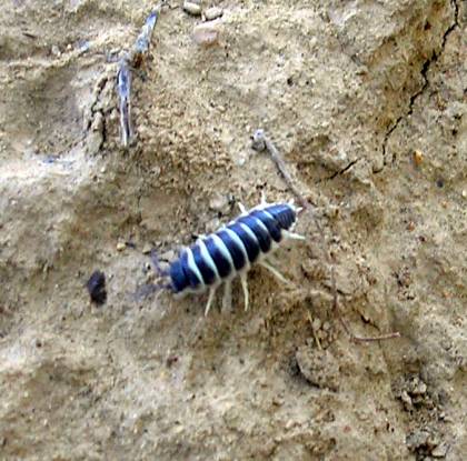 خرخاکی - Hemilepistus sp - موجودی که دکتر کوثر او را بسیار دوست دارد و بر این باور است که یکی از دلایل موفقیت طرح آبخوانداری حضور همین موجود ریزنقش است که با سوراخ کردن زمین از کاهش نفوذپذیری خاک در اثر انباشت رسوبات ریزدانه سیلابی می کاهد.