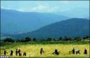 شکوه برنجزارهای گلستان - عکس از ابوطالب ندری