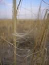 آیه ای از نور - طرح مرتعداری حدفاصل قم به ساوه - آبان ماه ۱۳۸۶ - نام گونه: stipa hohenackerina