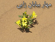 این گل زیبای روییده در شنزارهای روستای مصر تقدیم به خوانندگان عزیز مهار بیابان زایی