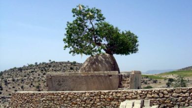بهترین مکان برای تولد یک درخت بنه!
