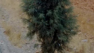قصه‌ی سرو سیمین خجیر!