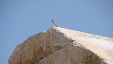 و اما آن پرنده بر فراز آرامگاه کوروش بزرگ!