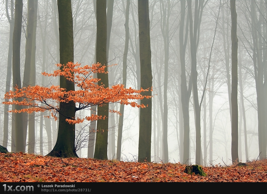 زندگی هرگز تعطیل نخواهد شد ... کاری از: Leszek Paradowski