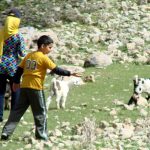 تلاش امیر و نیلوفر برای گرفتن بزغاله ها ...