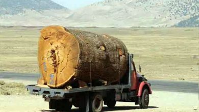 از دیدن این کامیون چه حالی به شما دست می‌دهد؟!