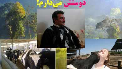 بار دیگر گاوی که دوستش دارم!