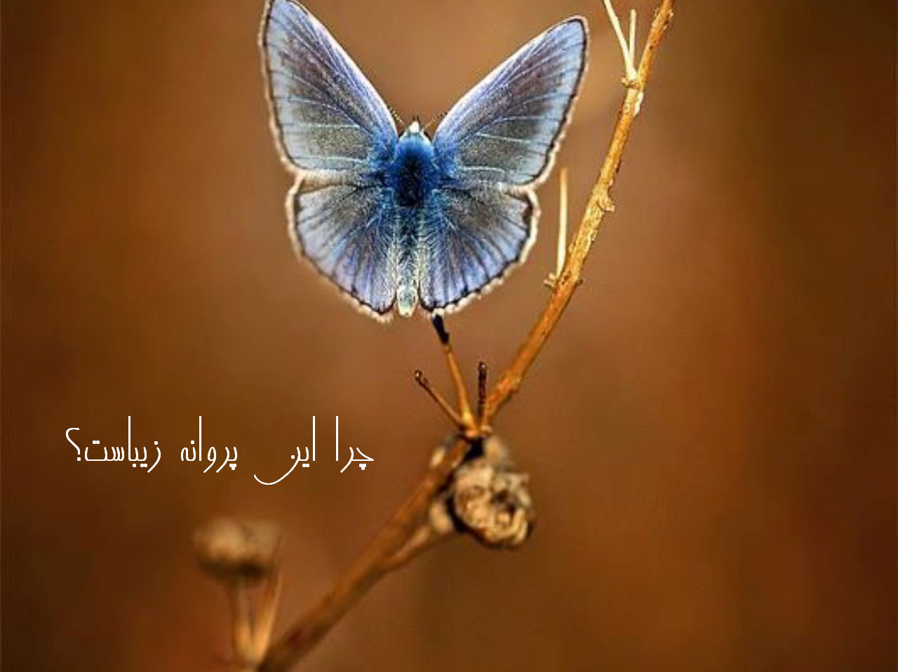 چرا این پروانه زیباست؟!