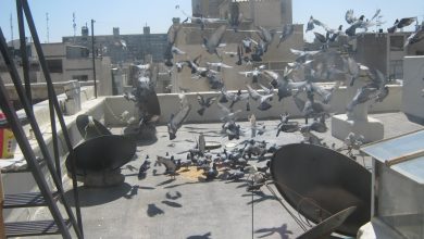 برای بانویی که جیک جیک مستون پرندگان شهر را تا زمستان امتداد می‌دهد!