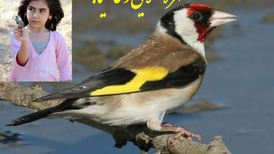 برای دو زیباروی وطن ؛ سهره طلایی و فاطیما!