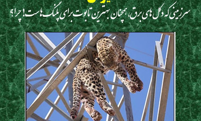 چرا بهترین تابوت برای پلنگها هنوز دکلهای برق است؟!