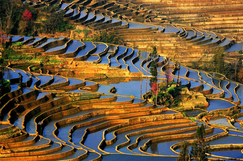 yuanyang