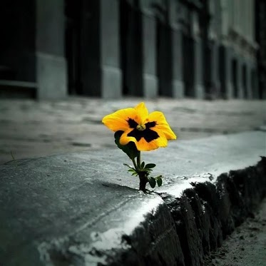 برای پاسداشت روز جهانی زمین چه باید کرد؟