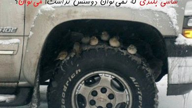 حتا شاسی بلندها هم می‌توانند دوستدار طبیعت باشند!