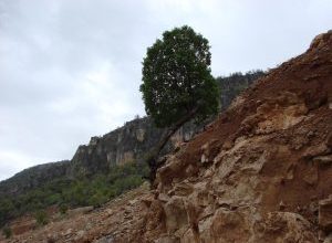 بلوطی که دوستش دارم