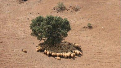 راهکار گوسفندان برای گذر از سوزش خورشید تموز!