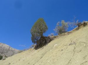 یک اُرس مقاوم