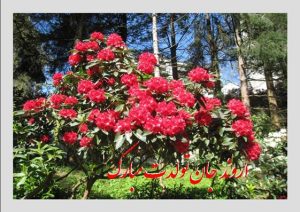 كارت تبريك عمو دانش و عمه زيبا