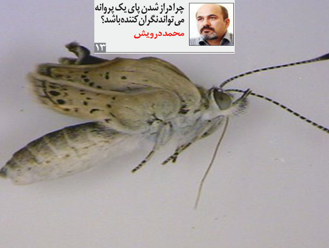 چرا دراز شدن پای یک پروانه می تواند نگران کننده باشد؟