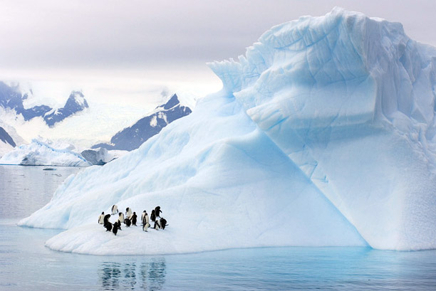 4Against the Antarctic background a group of Gentoo penguins raft up on an iceberg