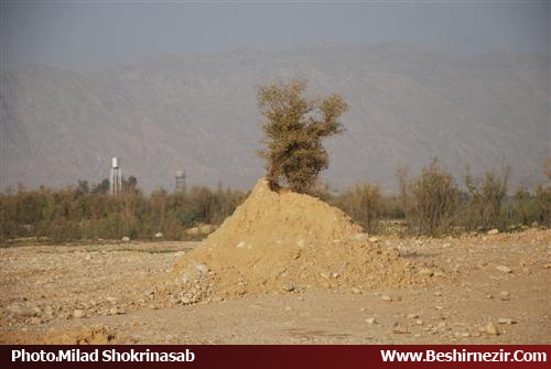 اگر این درخت هم نبود!