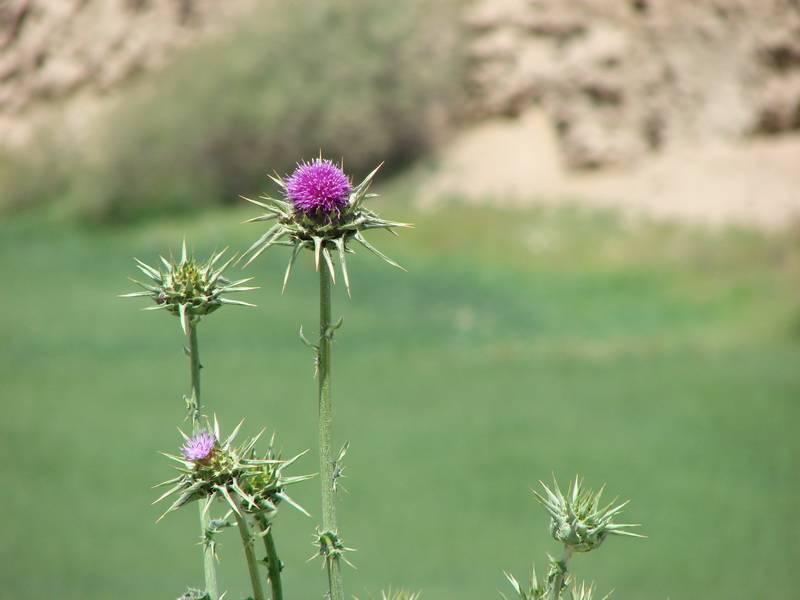 زیبایی های محوطه دبستان خرد!