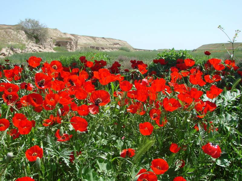 از این هم می شود زیباتر نقاشی کرد؟