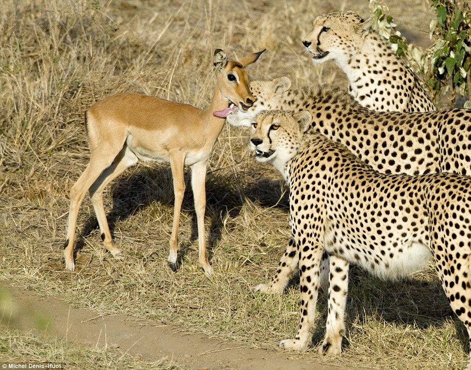 شکارکُشهای عزیز: از یوزپلنگها یاد بگیرید!