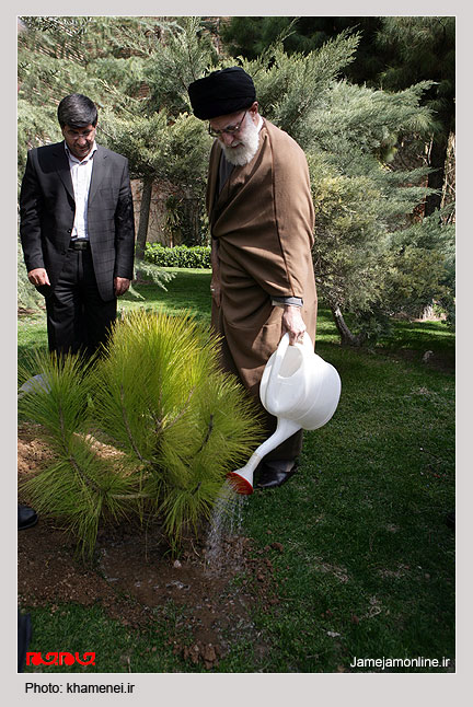 مقام رهبری در حال آبیاری یک نهال سوزنی برگ