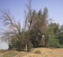 در اثر خشکسالی و سرمازدگی سال گذشته، برخی از درختان، به ویژه گزها خشک شده اند.