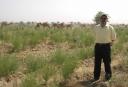 شترهای اطراف روستای صندیحه در حال چرای خارشتر!